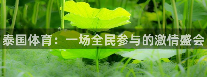 斗球直播网页版