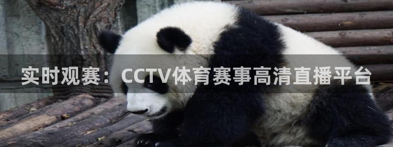 斗球直播世界杯在线观看